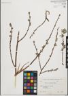 Foto von Salix iliensis Regel